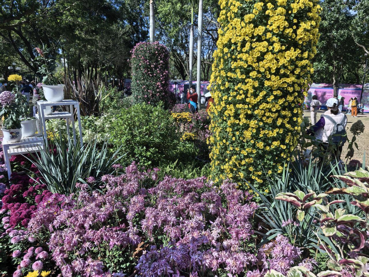 能否分享一下你拍摄的菊花照片深圳东湖公园菊花展，12月15日——31日。现场看更