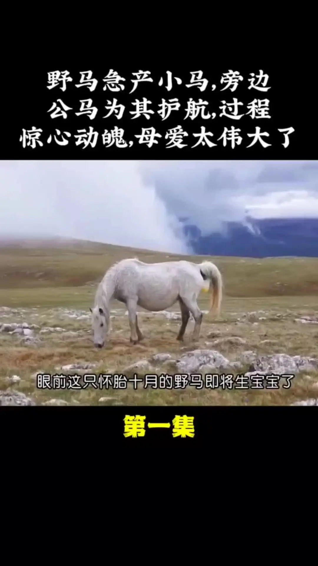 我的观影报告 内容启发搜索 野生动物零距离