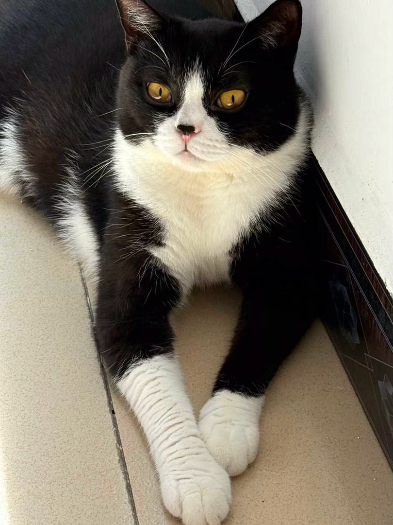“谁想吃千层薯塔？”daily奶牛猫 （投稿：） 
