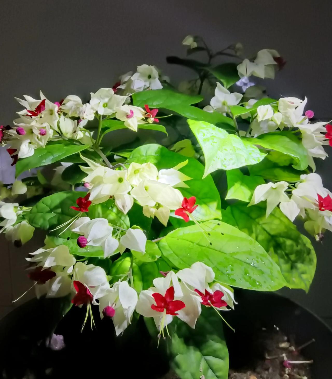 夜幕下的九龙吐珠，倾情绽放！
闲暇打理花草，调剂精神，培养对生活热爱的情感。当你