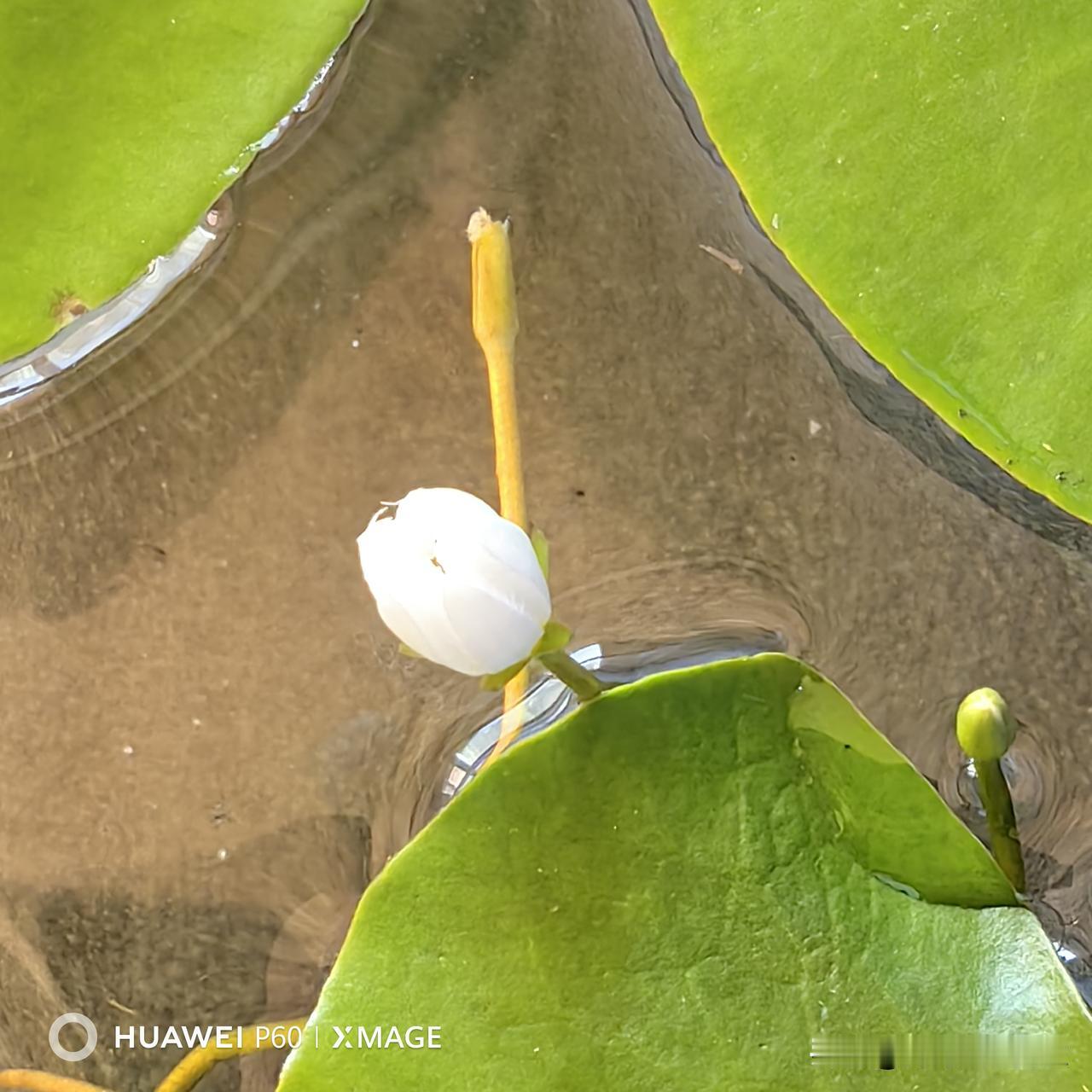 前几天网购回来几株一叶莲，简简单单泡在浅水里，安置在阳台的收纳盒里。一片片圆圆的