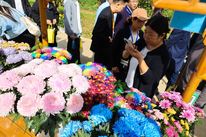 菊花市集成为游客热门打卡地