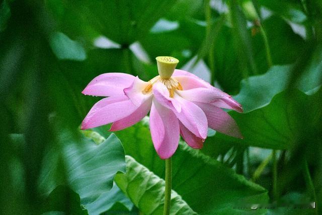 #请用一句话概括你眼中的幸福是什么#
幸福？我眼里的幸福？
家人无病无灾，天天能