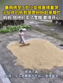 真被治愈到了！暴雨将至，一名5岁小女孩看着晾晒的稻谷，急的崩溃痛哭。没想到，附近