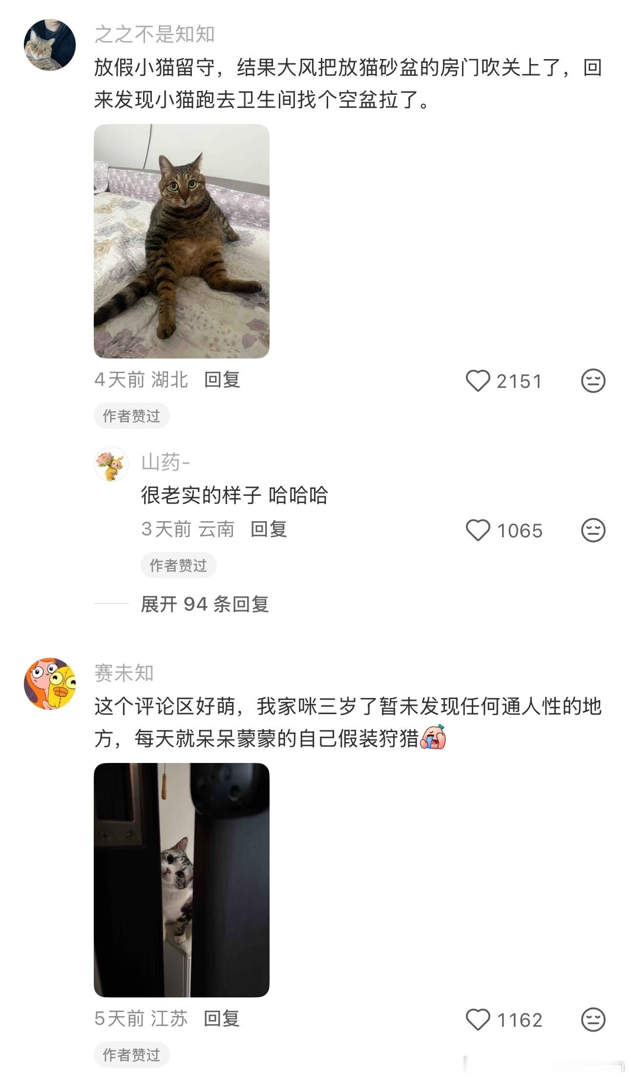 小猫居然分得清睡衣和出门衣服情感热点创作激励计划