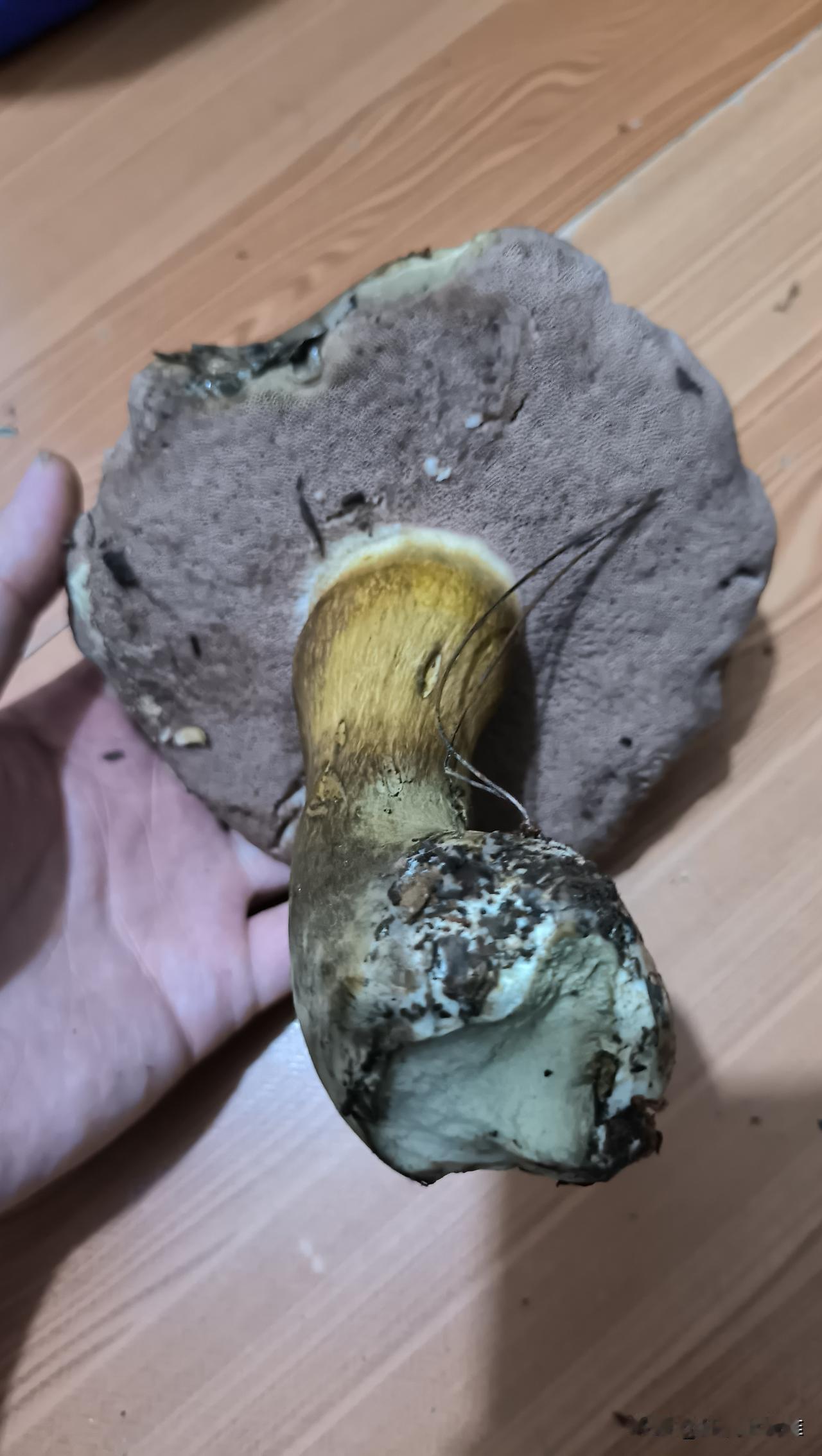 七月雨后的宁波山头，长满了各式各样的蘑菇🍄！
朋友们，这几种蘑菇能吃吗？都是马