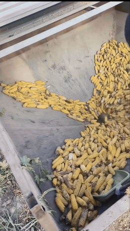 老鼠本来想蹭顿玉米自助餐，没想到直接被送上加工流水线，这顿饭代价也太大了！