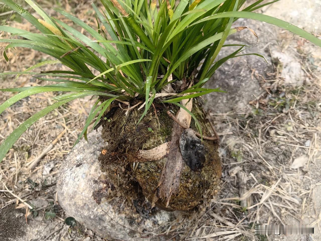 长在石头上的盘景，如何养护才好看？花园野山石 昆石附菖蒲 造景石头子