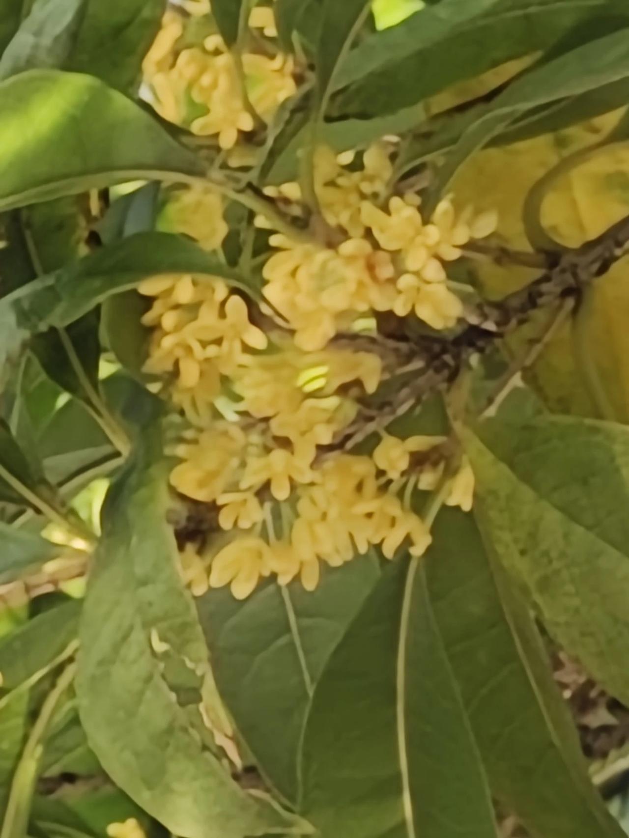 桂花开了，虽姗姗来迟，但芳香如故。终于应验了那句“金秋十月，丹桂飘香”的常用语了