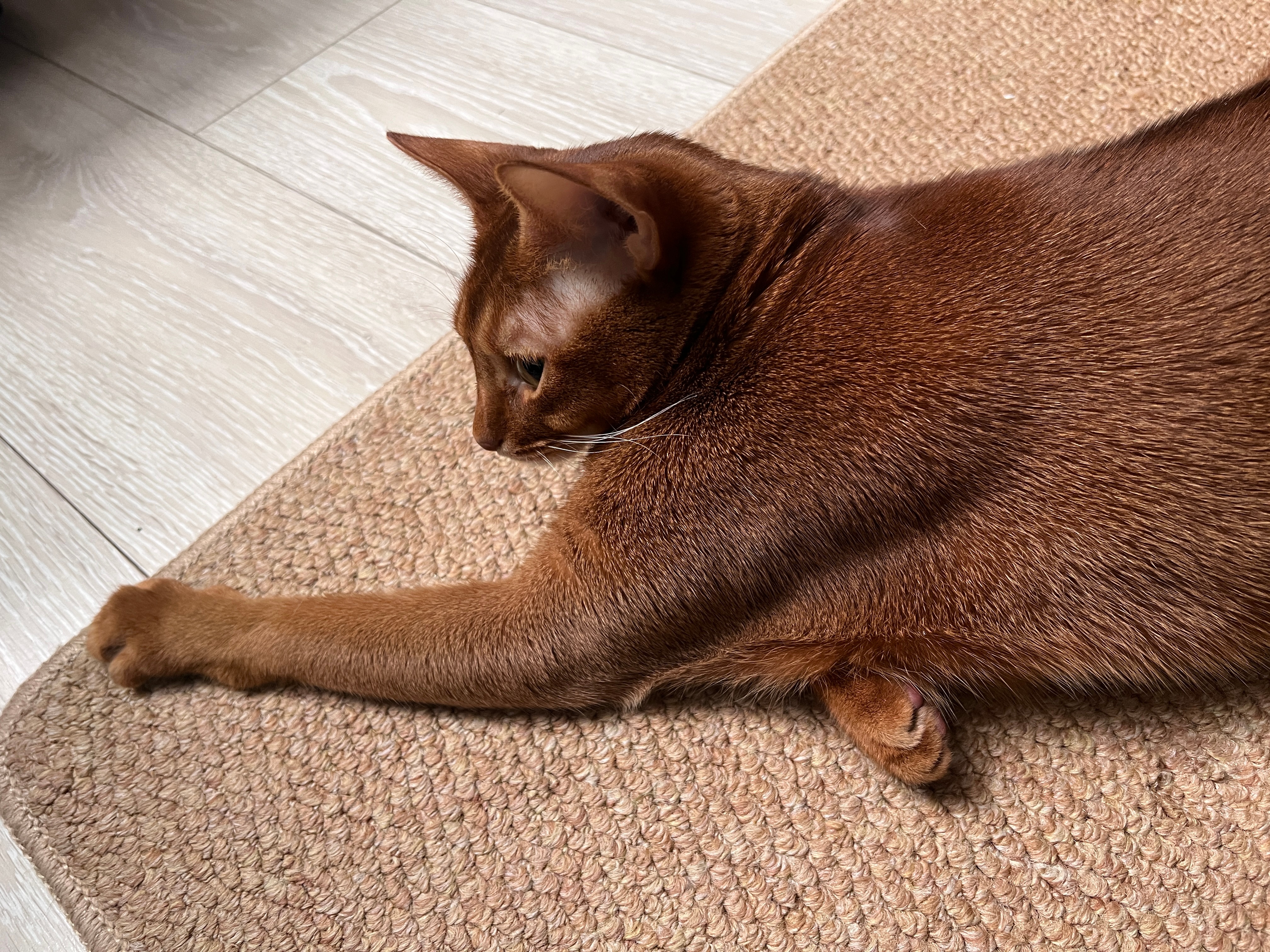 病怏怏 臭烘烘…小病猫🐱 ​​​