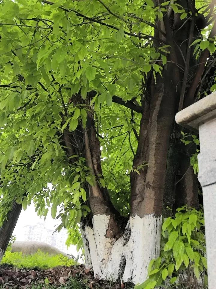 以四季为道：游明刚《向一棵树问道》的物性诗学

      《向一棵树问道》是一