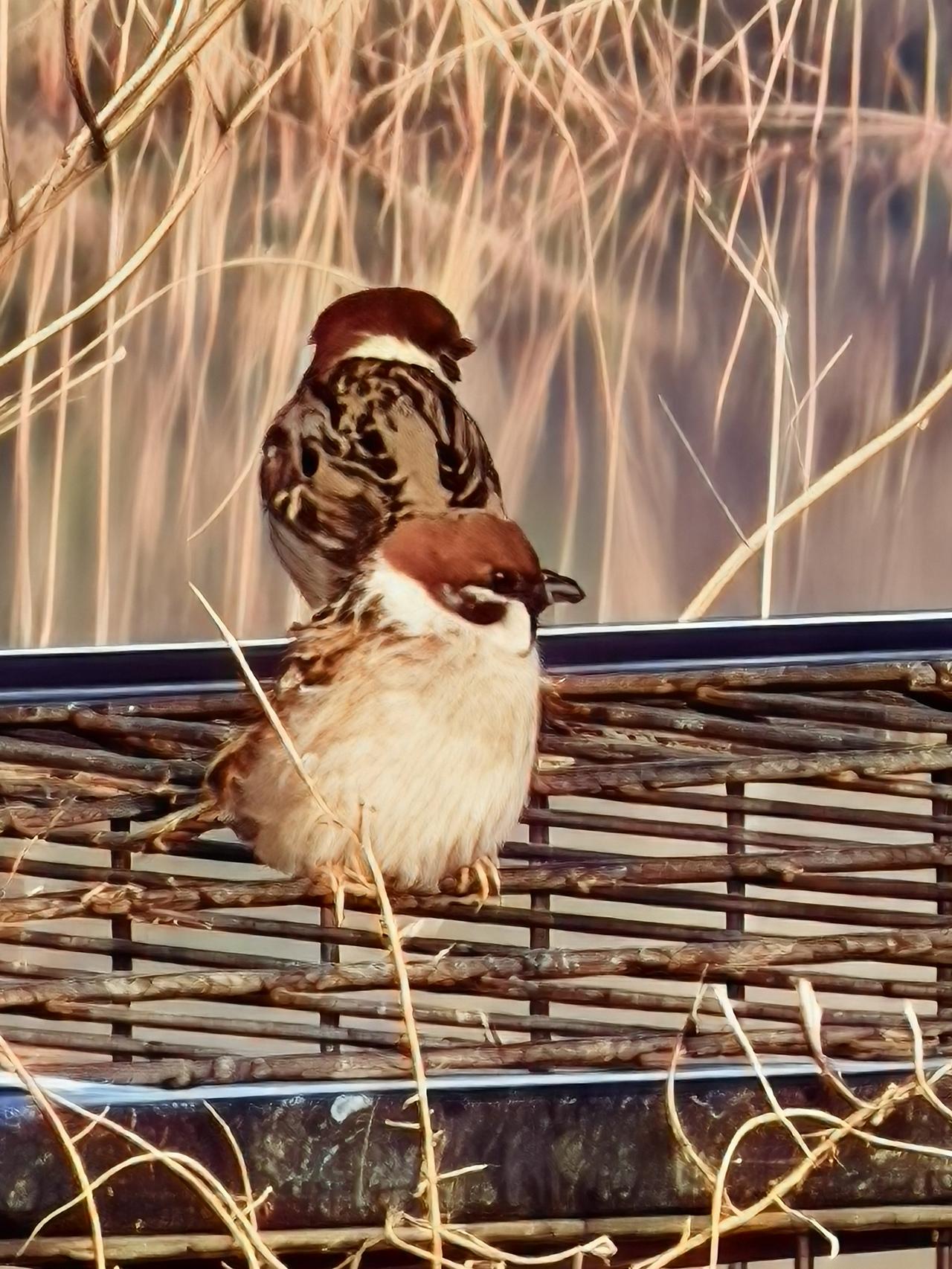 小麻雀[祈祷][祈祷][祈祷]