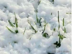 野火烧不尽，春风吹又生的小草，生命力最强，最值得炫耀！
住大蓬成长的时令绿植，虽