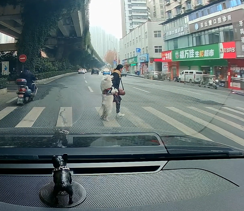 车若初见 养了个“狗儿子”，过个马路还撒上娇了
