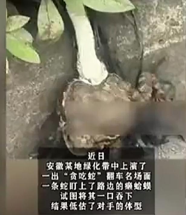 近日，安徽某地一条饥肠辘辘的蛇，钻入了绿化带内，寻找食物。发现一只同样饥饿的癞蛤