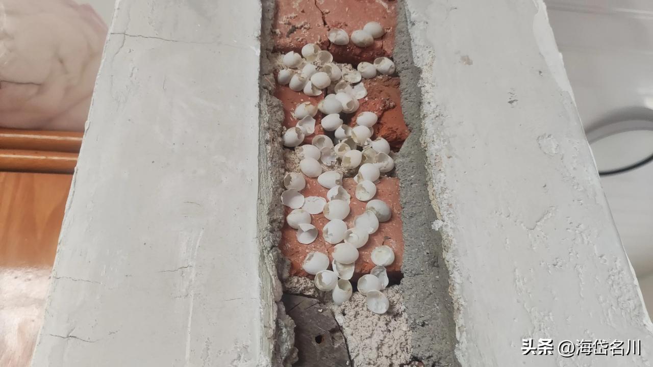 今天在临沂平邑的一个山村发现，拆掉门框，在里面发现一窝蛋壳，都粘在砖块上，是什么