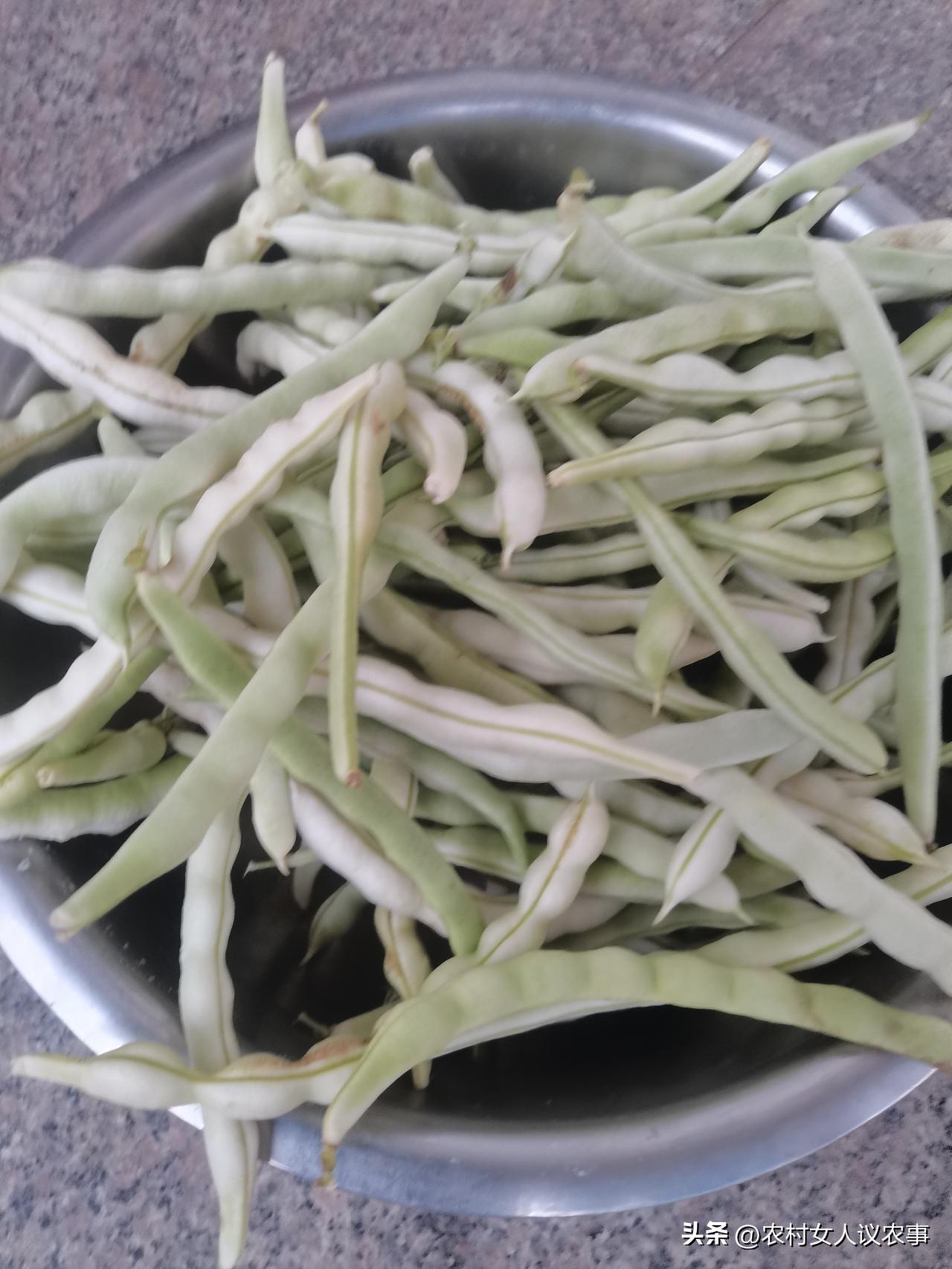 邻居告诉我，现在赶紧回家摘芸豆，摘完放冰箱冷冻，现在冻上，到过年拿出来吃，和新鲜