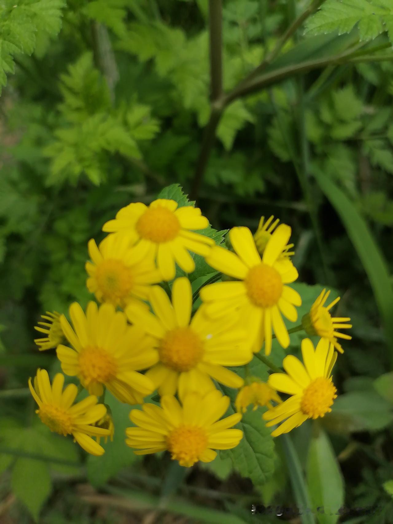 随手一拍分享最美的花