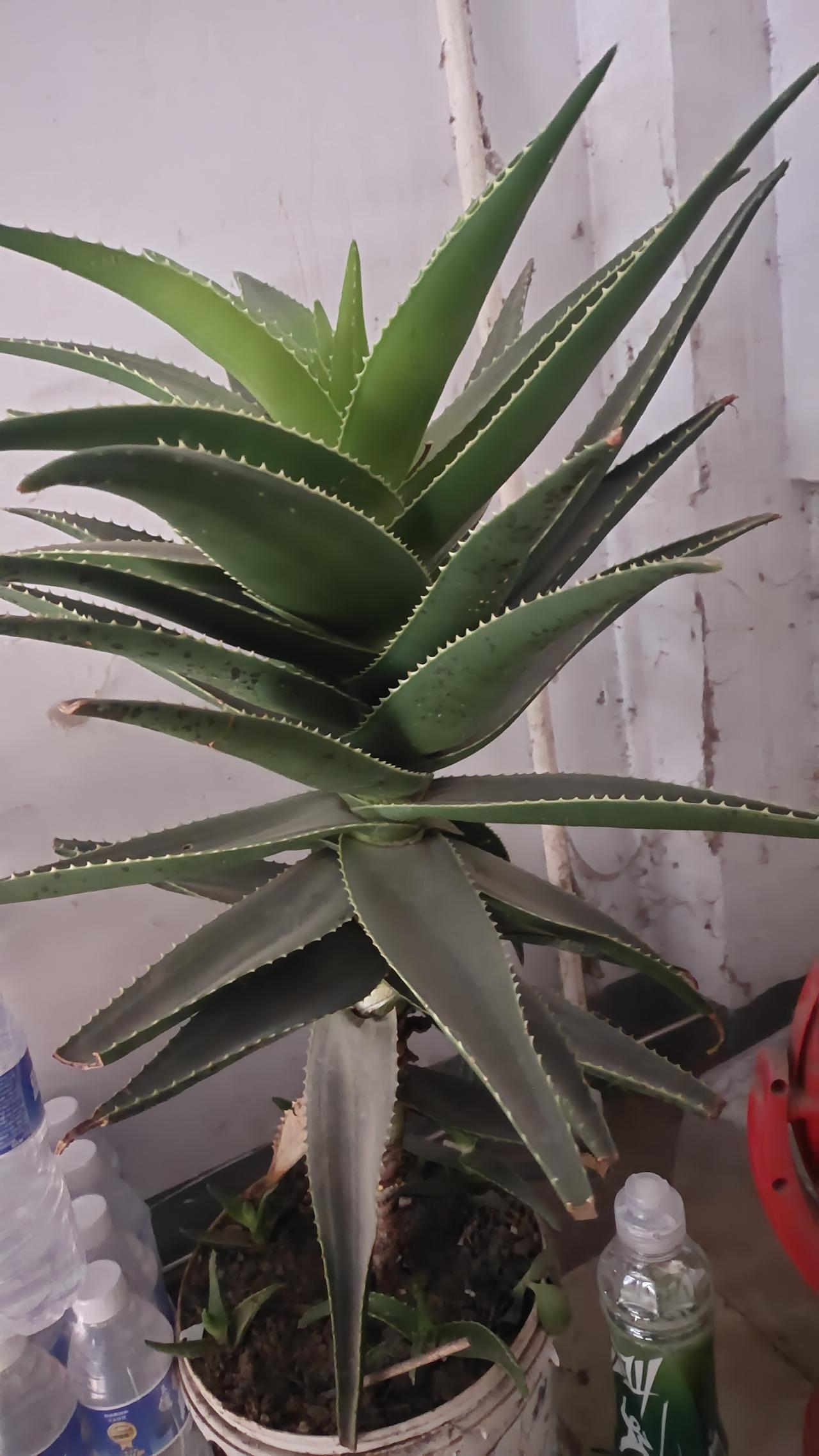 芦荟的生命力强到你难以想象。
这棵大芦荟由于腿太长了，又越长越歪向一边，石先生怕
