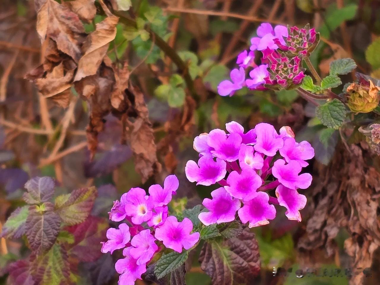 傍晚，登顶银湖山郊野公园鸡公头平台，沿途山花陪伴，更有夕阳美如画，清风醉晚霞。天