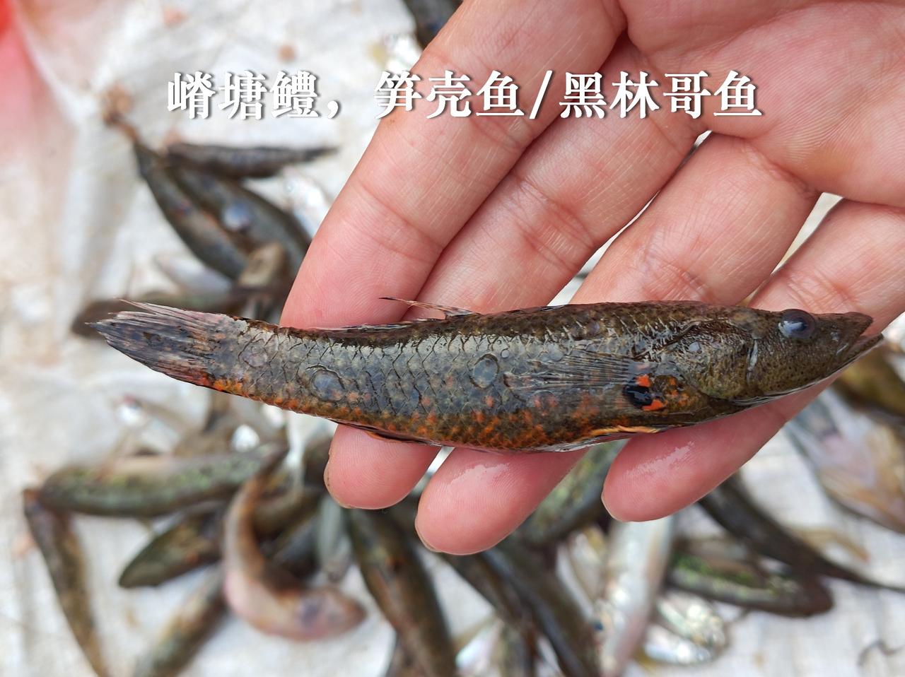 嵴塘鳢，闻名已久，终于摸到一条，有点五彩斑斓黑的意思。它的珠三角俗名，和尖头塘鳢