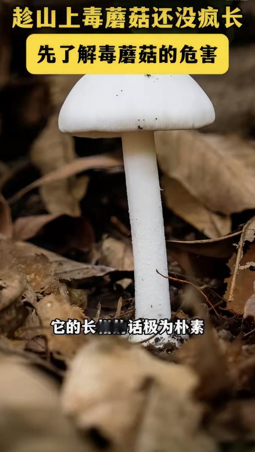 太吓人了!深圳最近连着出了两起吃野生蘑菇中毒的事，罪魁祸首就是那个"致命白毒伞"