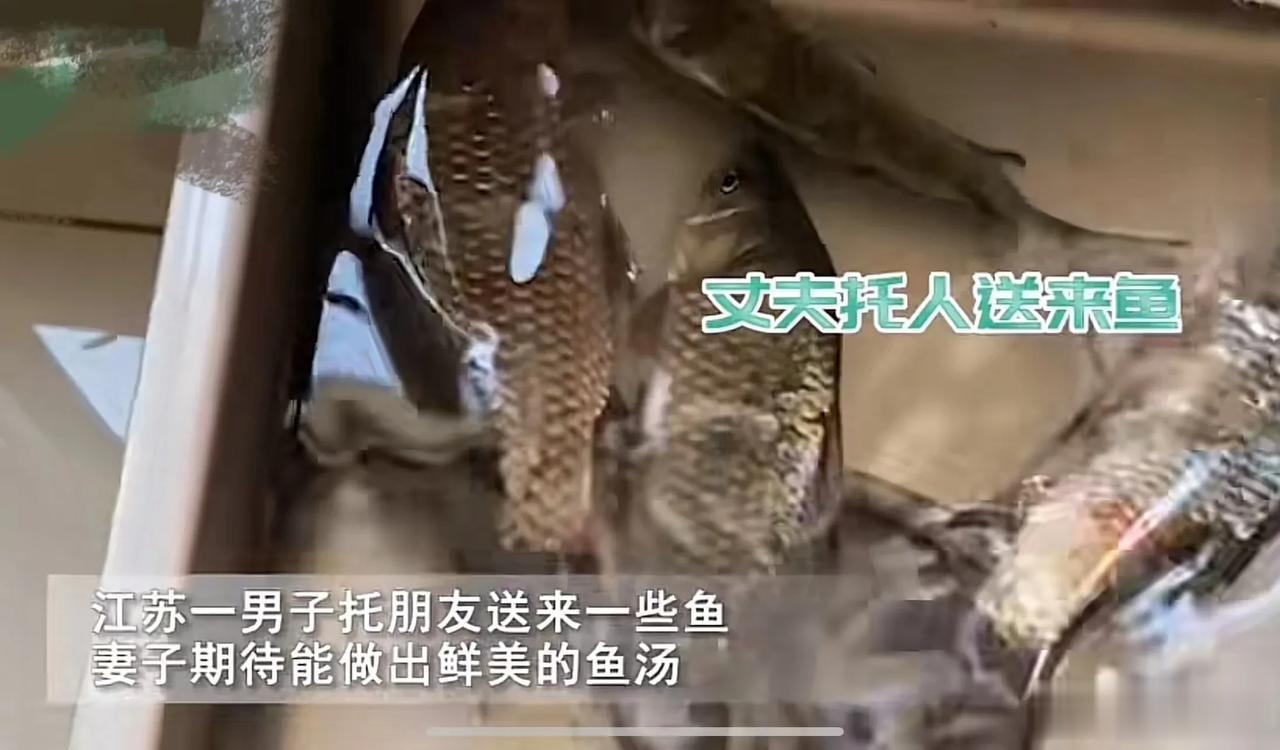 江苏，男子特地拖朋友送来几条野生的鲫鱼，想给家人补一补身子！结果妻子把鱼放入锅里