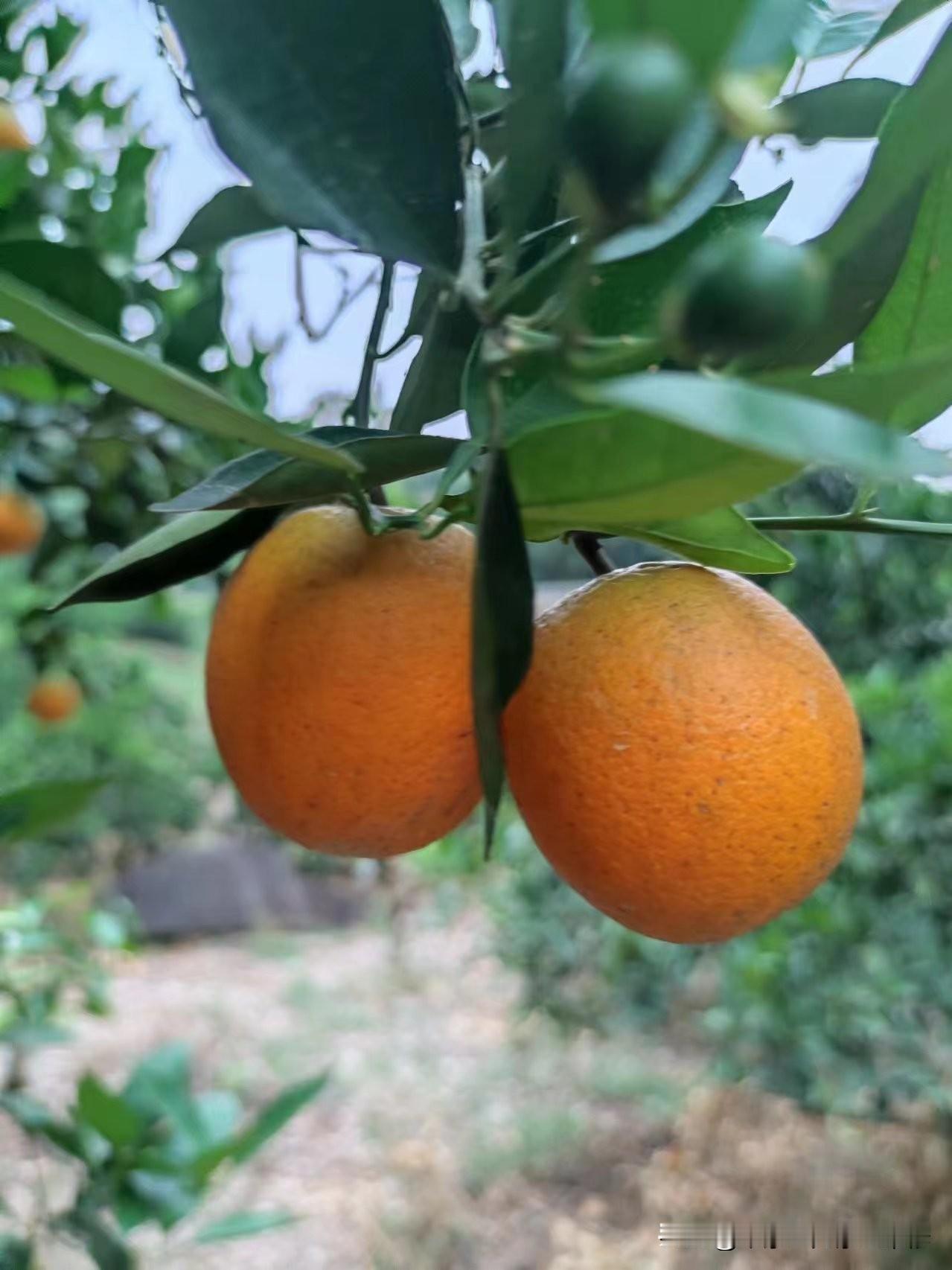 年年买橙寄姊情
 
年年选橙向姊边，丹丸颗颗载情绵。
何须万语说深眷，一颗甜香抵