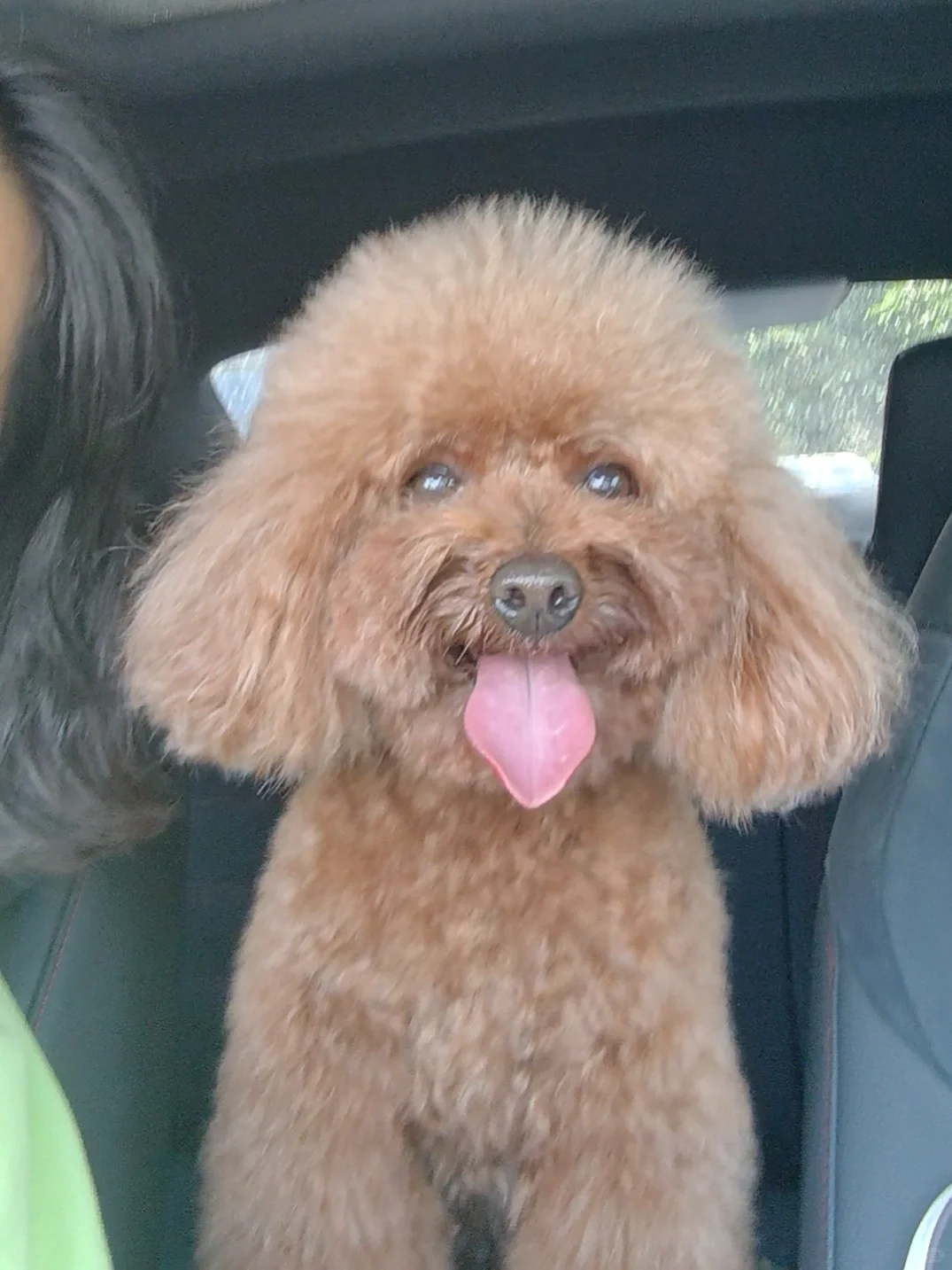 ⚠️寻狗启示 | 坐标晋江！有人看到这只泰迪吗