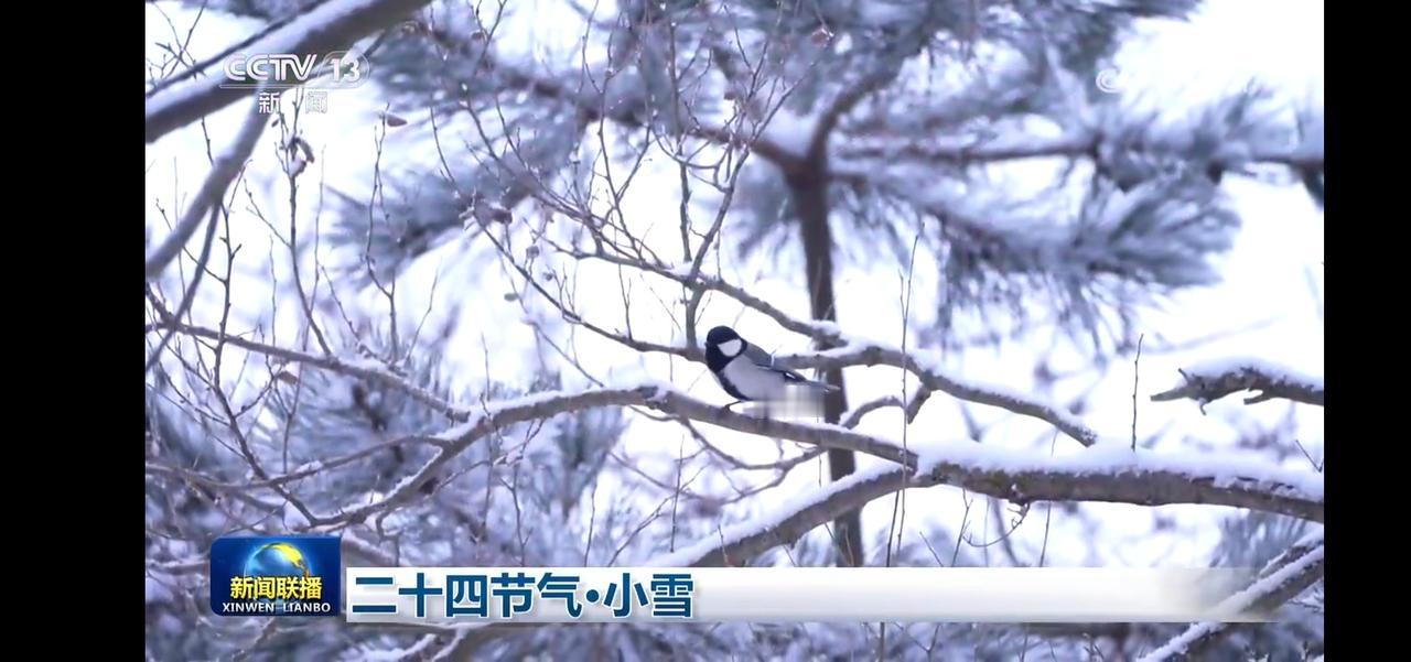 冬日生活打卡季