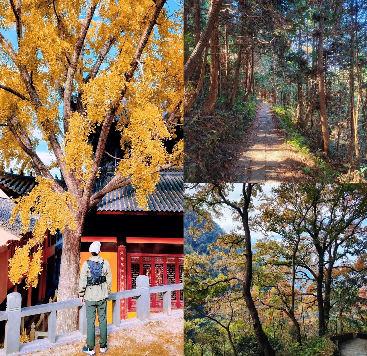 银杏+红枫+冷杉❗️大罗山绝美环线不可错过
我是葡提同行，爱户外，爱分享。温州大