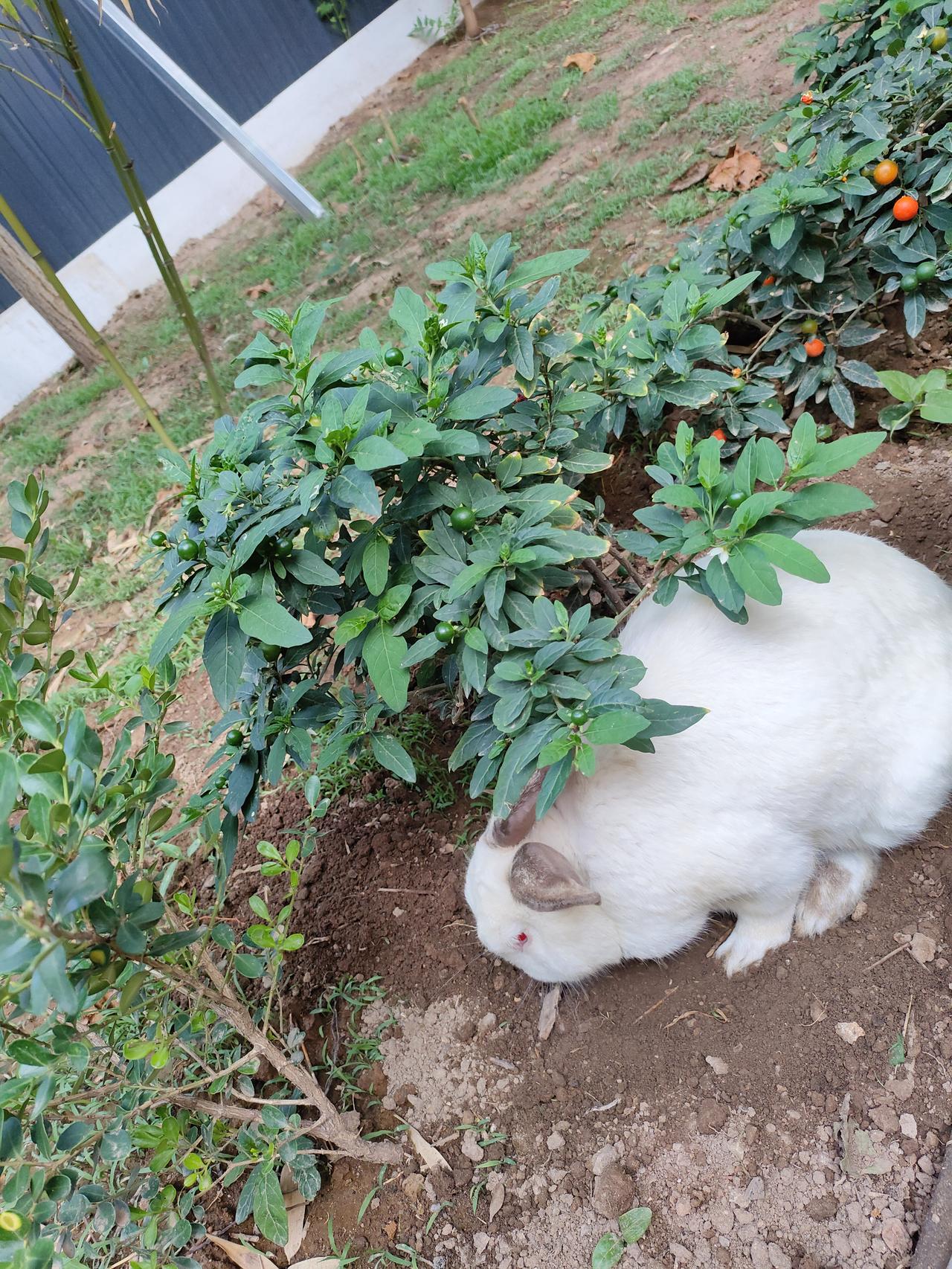 小兔子红眼睛和黑眼睛它俩在花园里嬉戏，可爱又治愈！🐰🌿💚