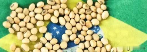 6.9万吨大豆里混进10吨毒麦，海关机器20分钟就揪出，巴西五家大粮商被拉黑。
