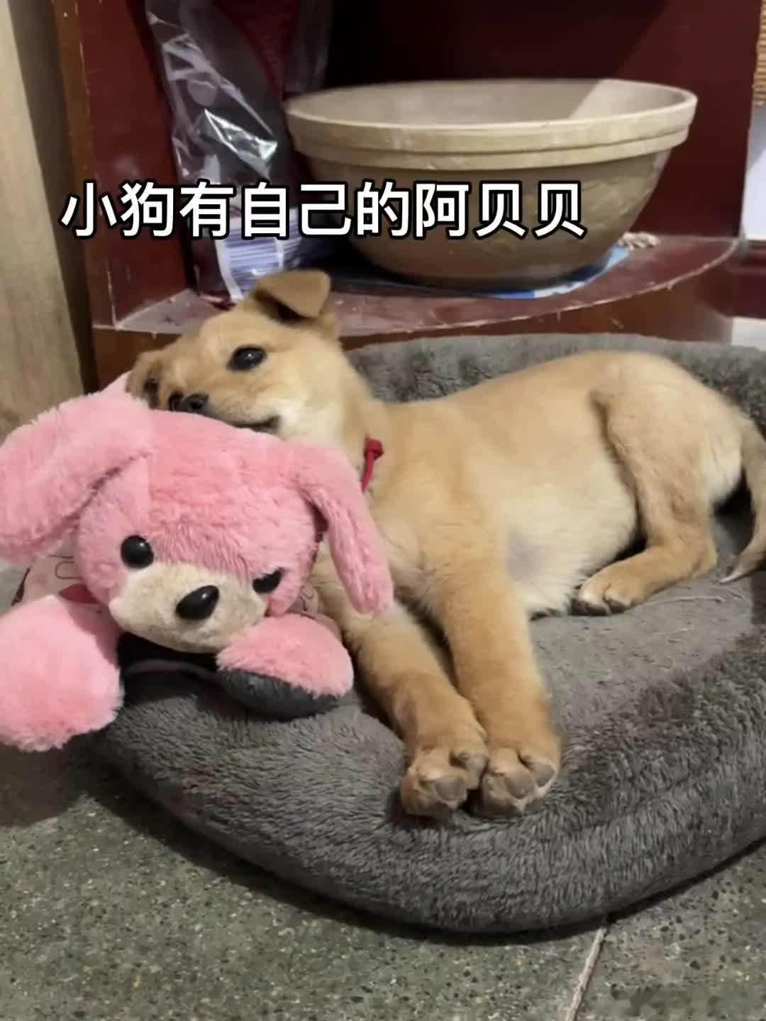 他有自己的阿贝贝萌宠宠物