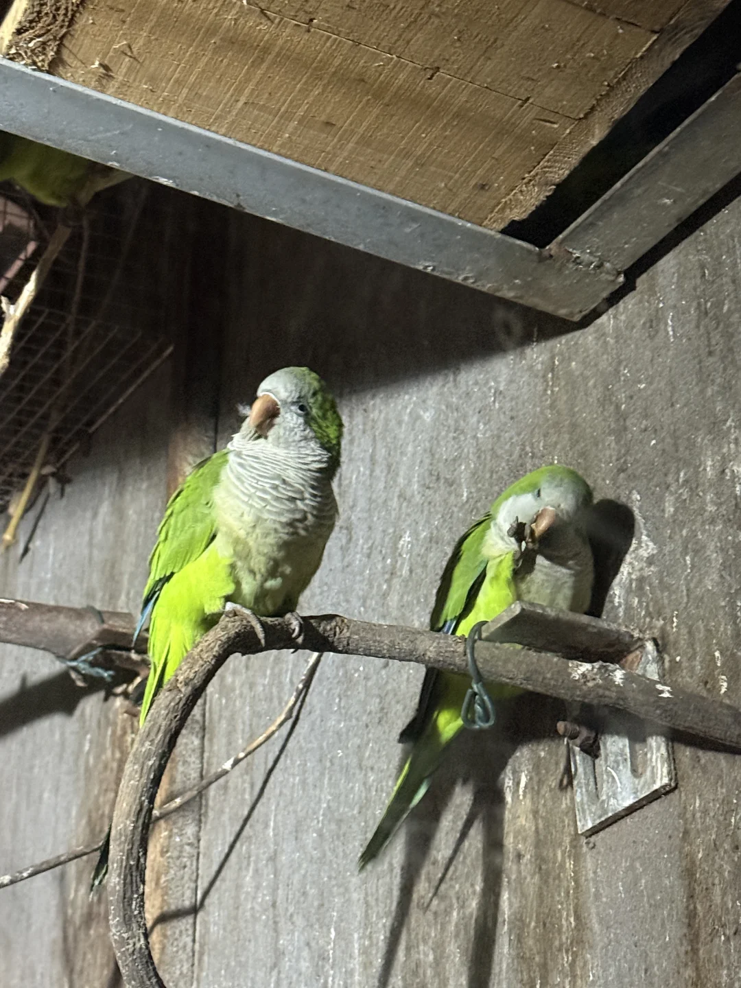 红山动物园…安陵容最不喜欢的场馆出现了