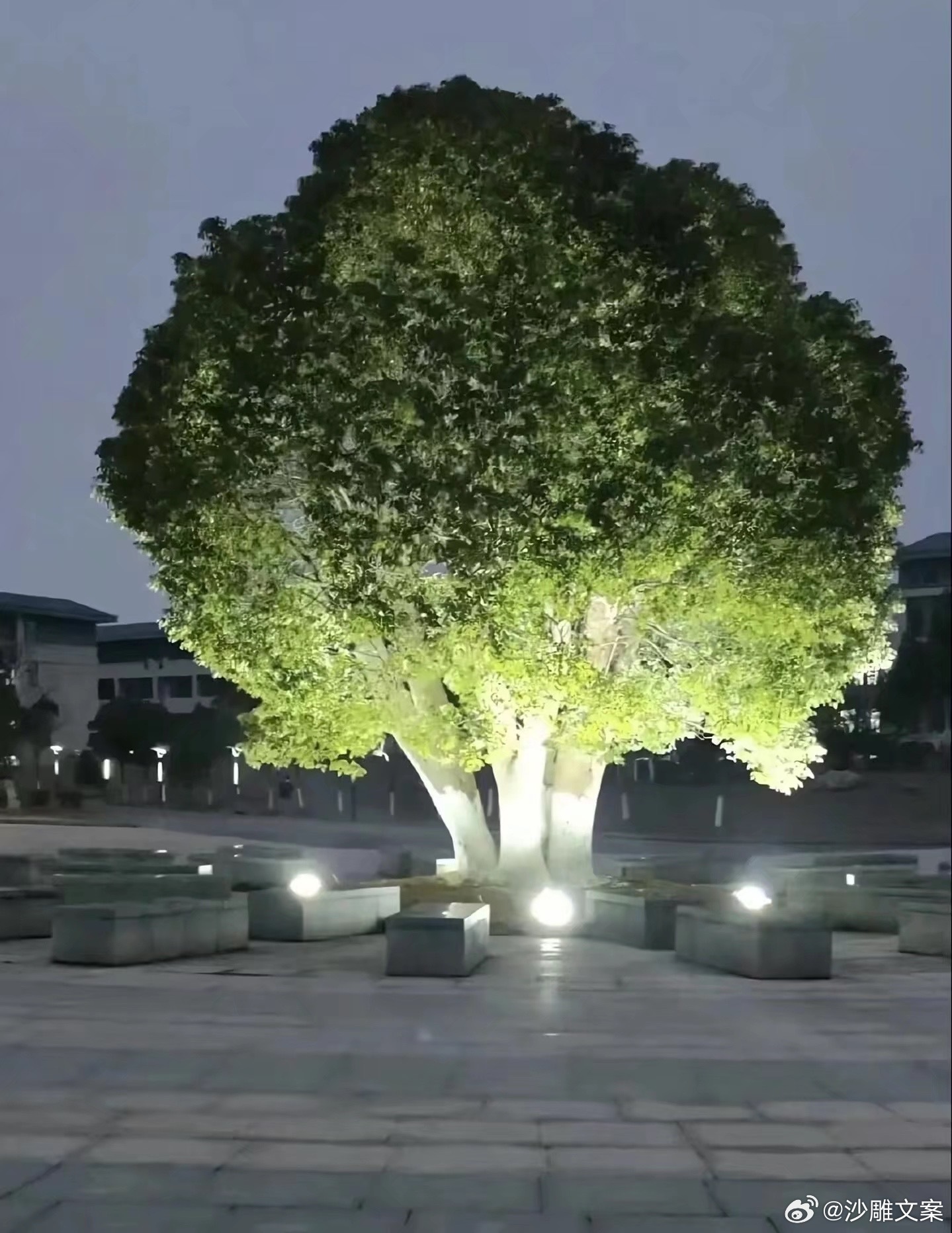 谁家绿化用西蓝花啊 ​​​