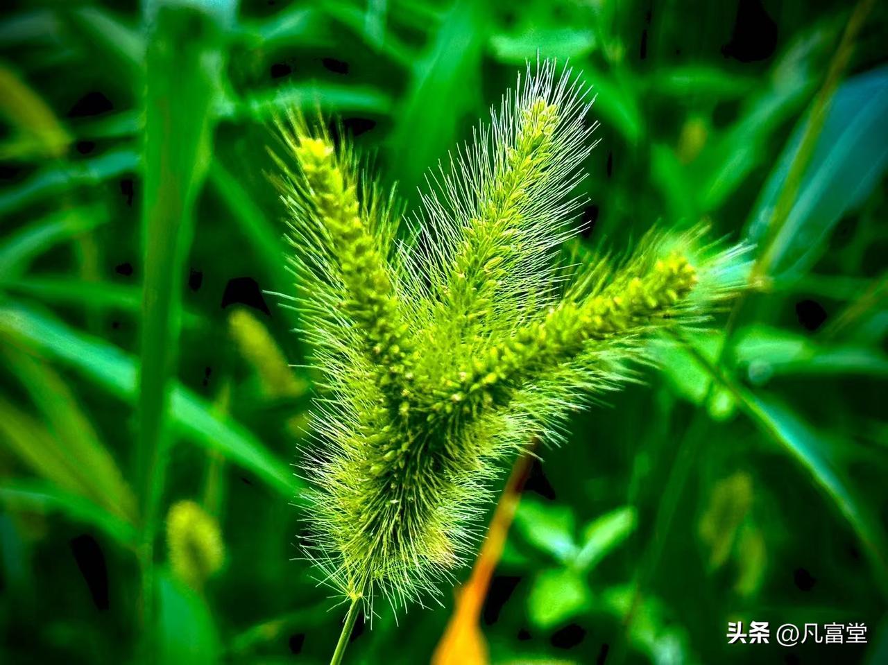 举着命运的路标
             （原创）


风把人间吹得低了一些
你