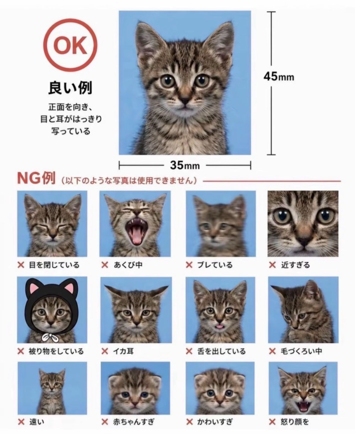 karina的证件照 