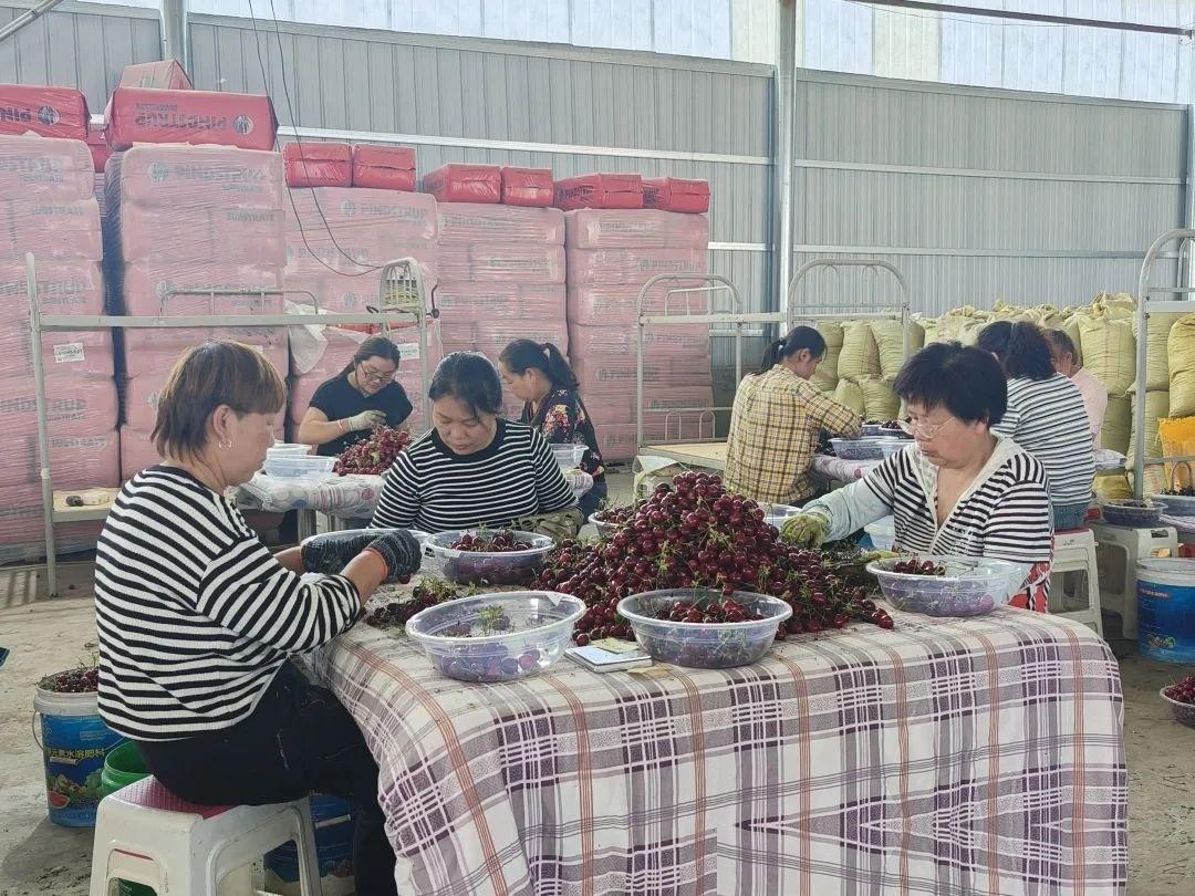 妻弟准备搭建樱桃大棚，光材料和用工预算起码30万元。可棚还没立起来，亲戚之间的出