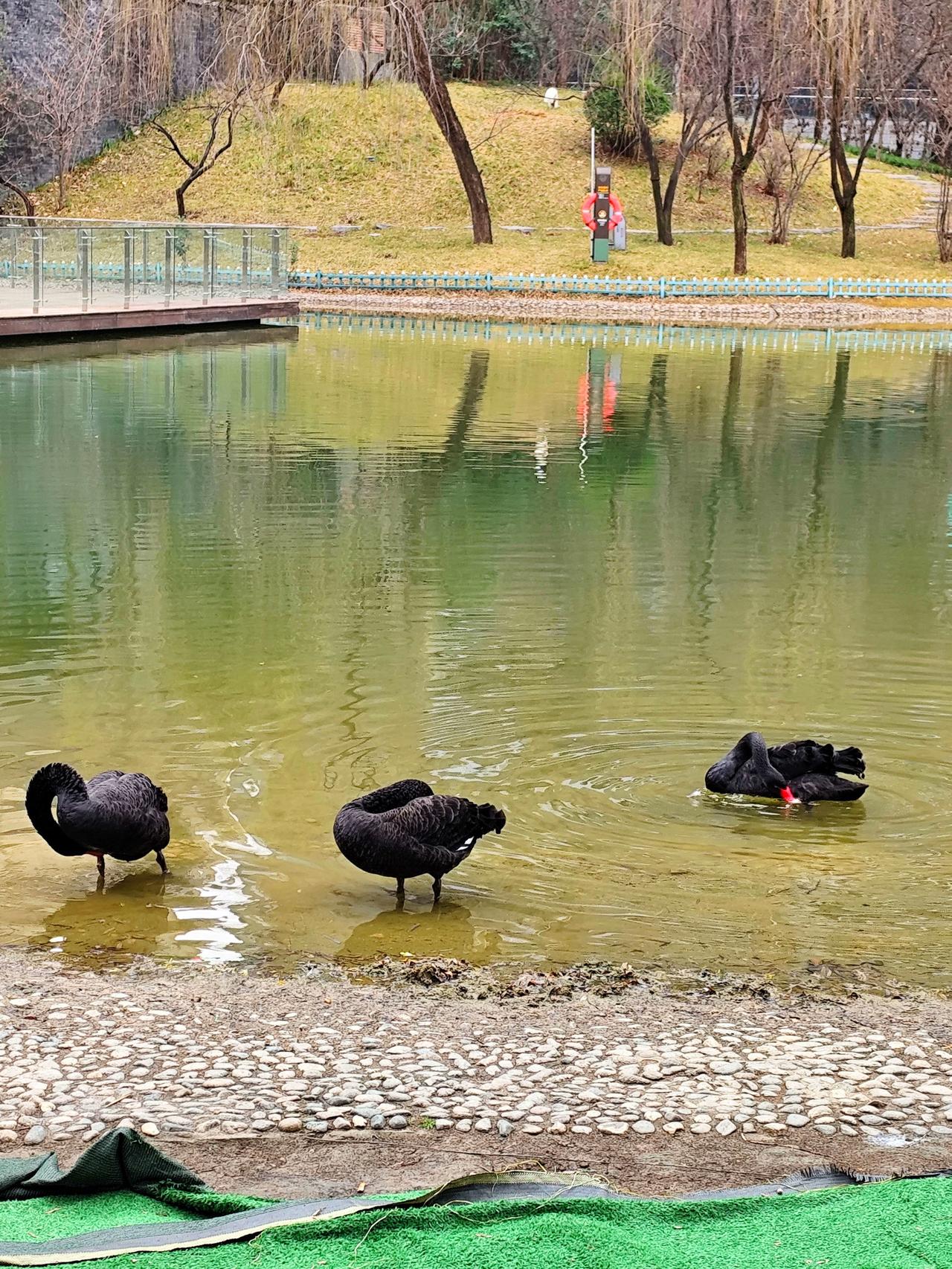 【地铁直达，门票免费，快来曲江寒窑遗址公园逛逛】先说大家最关心的几点：交通超级便