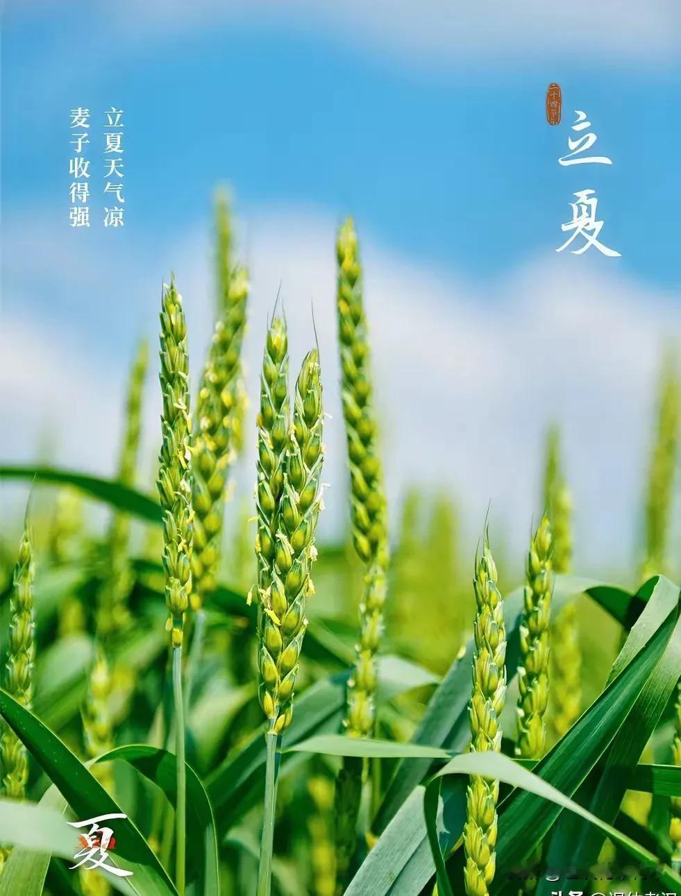 五月五日，今天立夏！