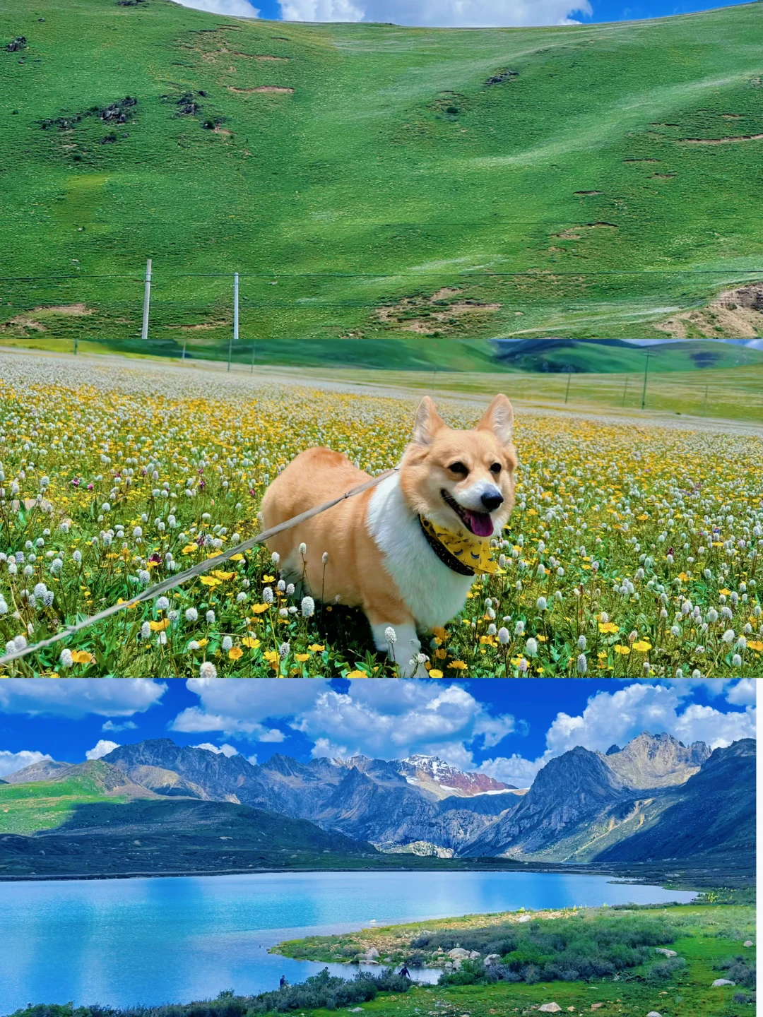 小狗打卡第二站毛娅大草原+姊妹湖