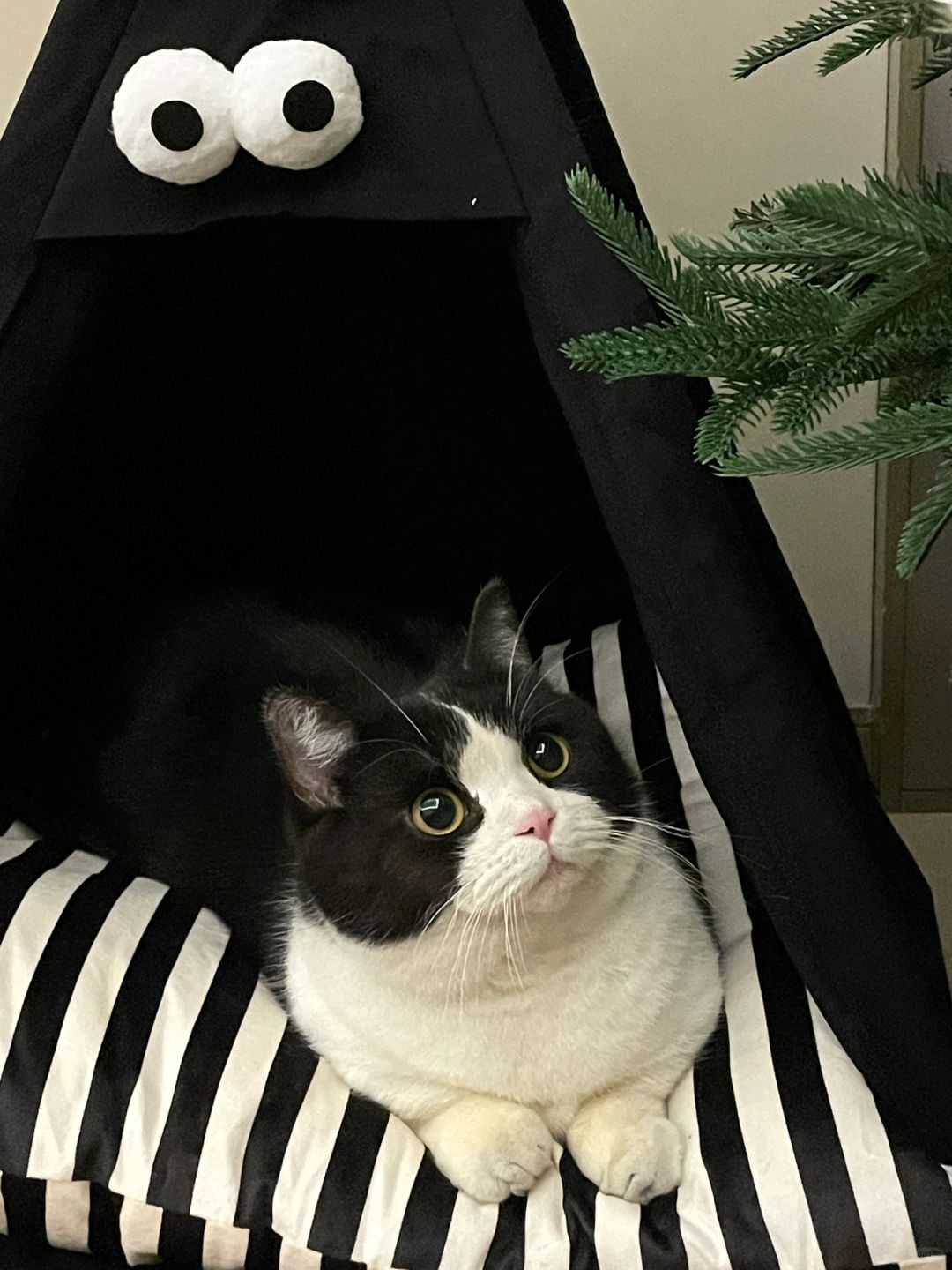 这种笨笨的小猫还可以要吗❔