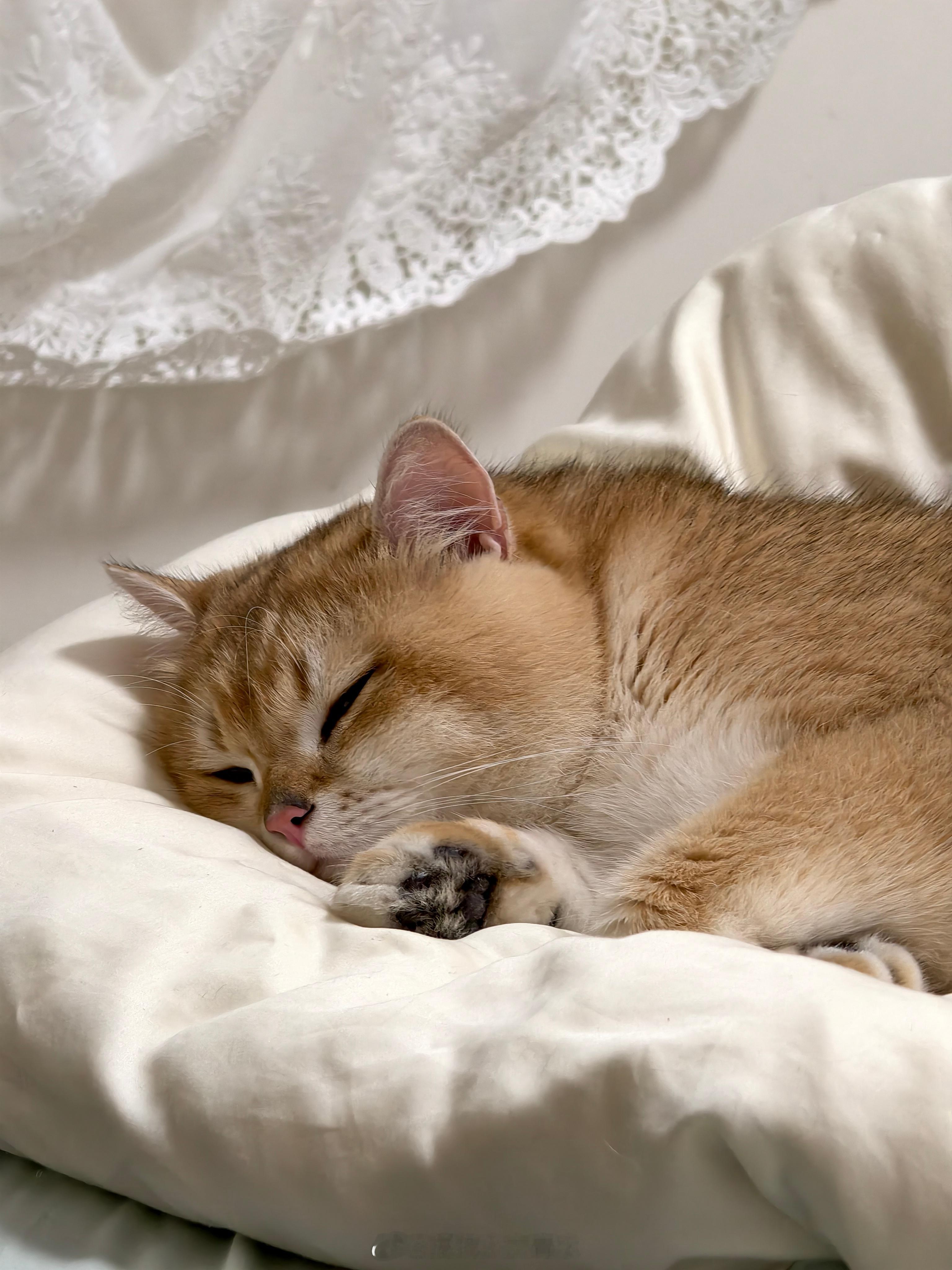 难道你忍心把熟睡的咪赶下床？明明是人不送去洗澡的缘故，怎么会是小猫的问题