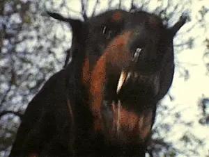 狗狗对人的感情非常纯真