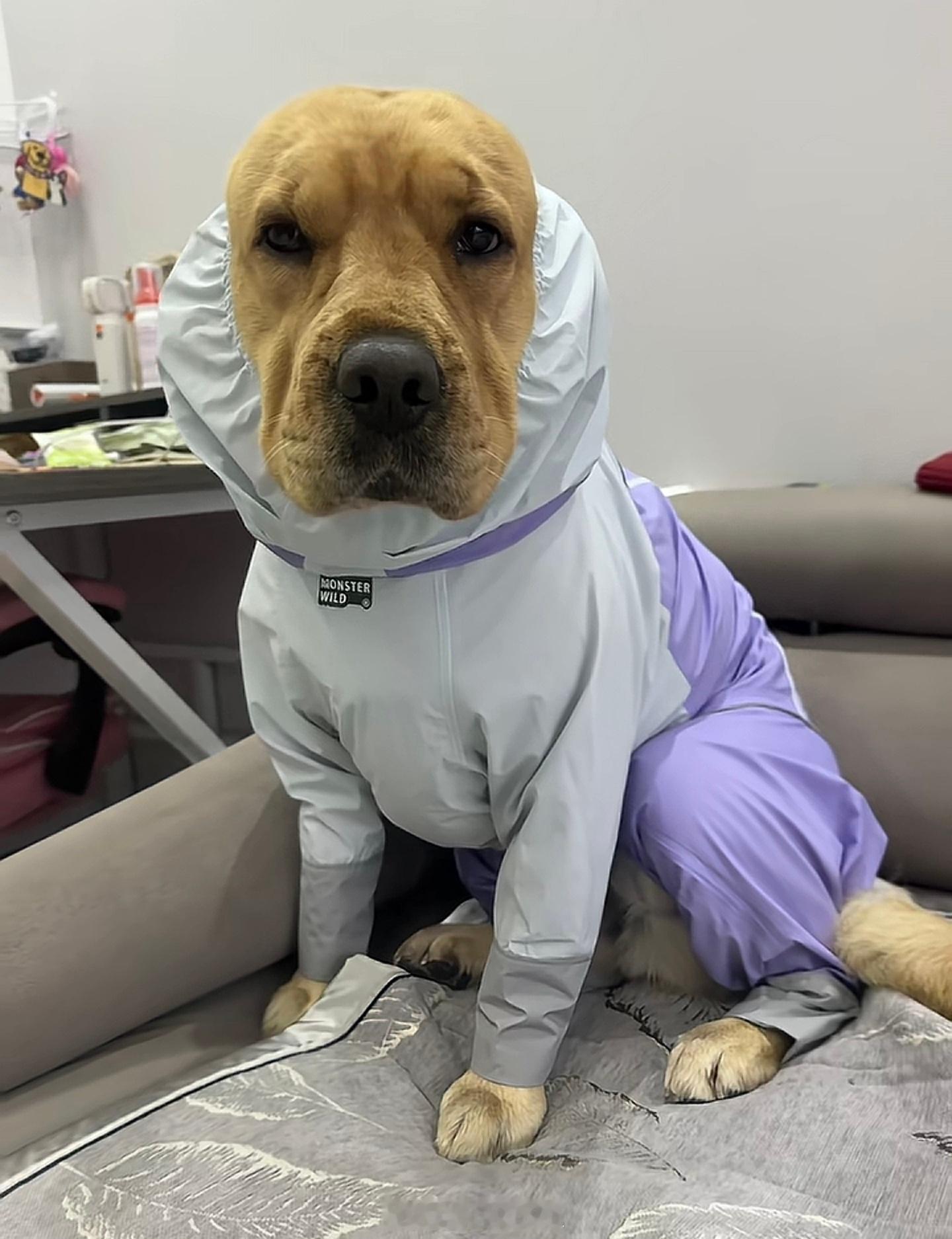 要被张啵啵笑死这满脸的褶子，摘了帽子变成秃顶老黄牛了