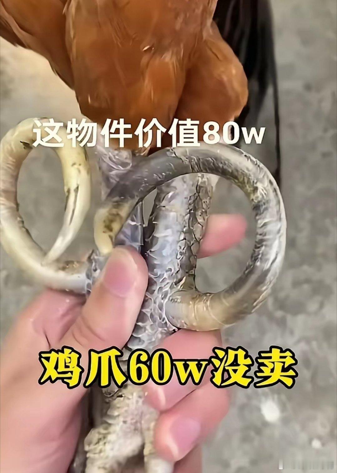一个鸡爪80w，竟然能换套房。这是21世纪的天方夜谭吗？[黑线] 