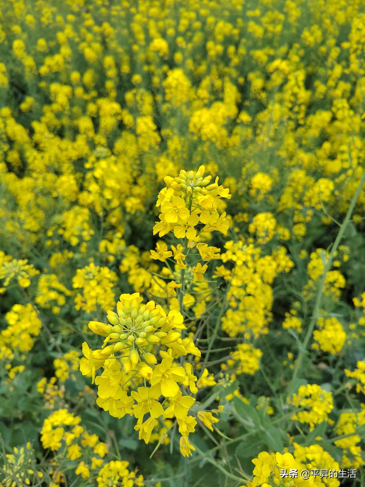 记录我的2026又是一年油菜花开，金黄铺满田野，春风捎来温柔的浪漫。