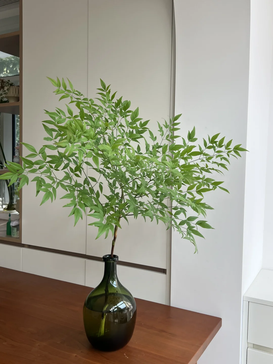 南天竹🌿、小众但很好看的绿植、高级感十足