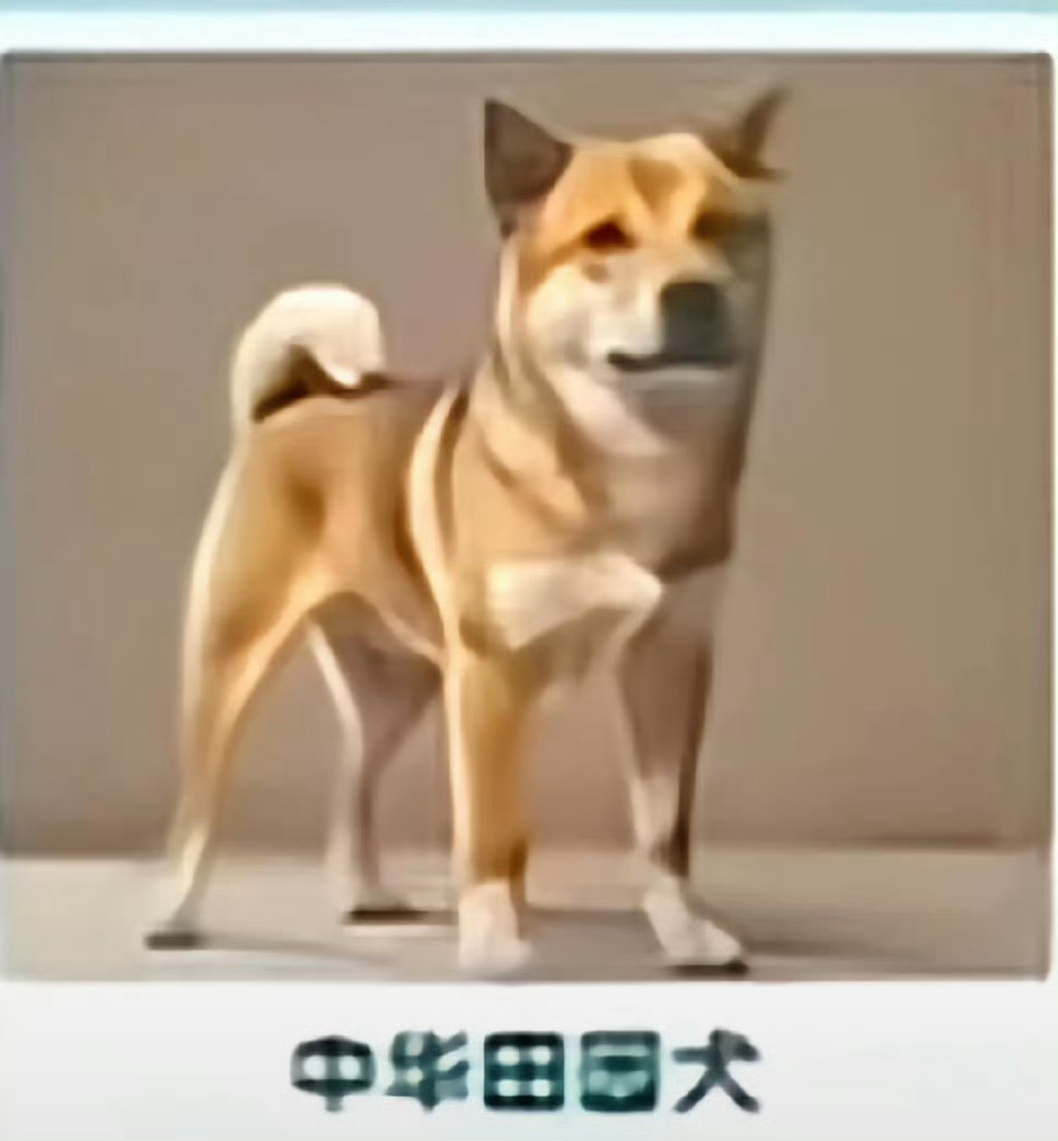 中华田园犬 禁养油饼 是不是有病 ​​​